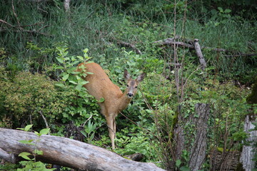 european red deer walking in the forest during dawn
