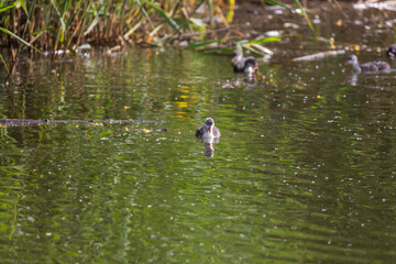 Black coot - Fulica atra a small cub swims on the surface of the pond