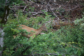 european red deer walking in the forest during dawn