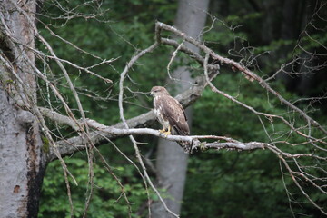 common european buzzard sitting on a branch