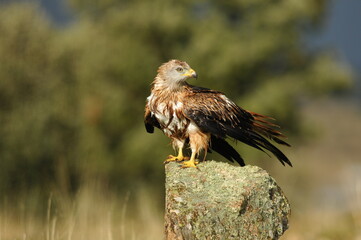 milano en la sierra abulense