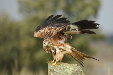 milano en la sierra abulense