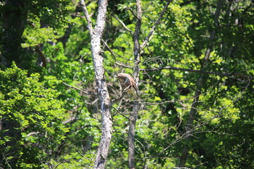 common european buzzard sitting on a branch