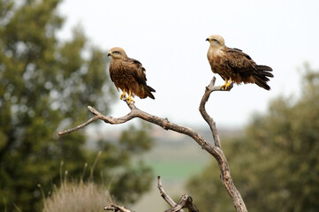 milano en la sierra abulense