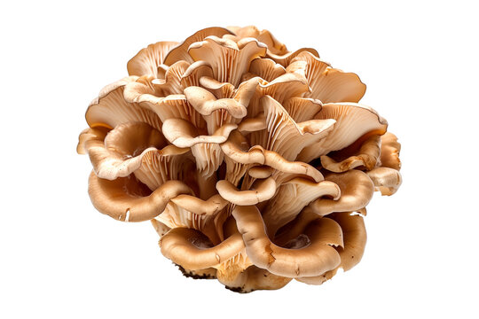 Maitake mushroom isolated on a white background.