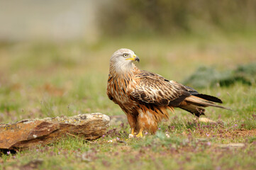 milano en la sierra abulense