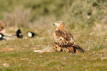 milanos en la sierra abulense,avila España