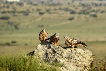 milanos en la sierra abulense,avila España