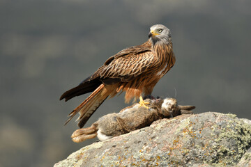 milanos en la sierra abulense,avila España
