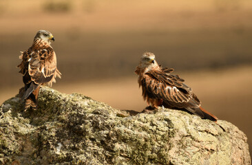 milanos en la sierra abulense,avila España