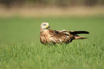 milanos en la sierra abulense,avila España