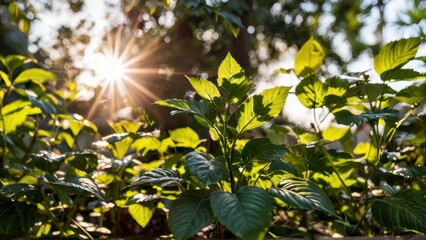 the sun shines through the leaves of a plant