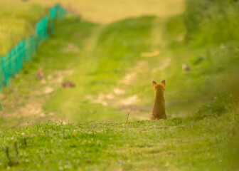 portrait d'un jeune renard, assis, regardant un lapin au loin