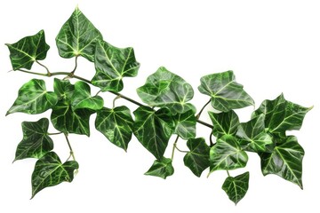 A close-up shot of ivy branches with lush green leaves on a clean white background