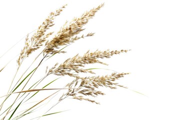 Obraz premium Close-up shot of some blades of grass on a white background, suitable for use in interior design or nature-inspired graphics