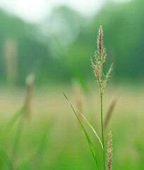  Serene Fields: Tall Blades of Wheat in Rural Landscape, High Resolution Nature Photo