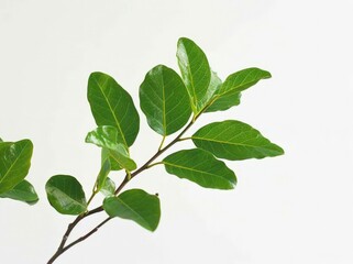 Obraz premium Green Leafy Plant, Clean White Background, Natural and Organic, Fresh Herbs, Aloe Vera