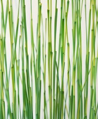  Vibrant Aquatic Plant Pattern for Textile Design, Digital Illustration