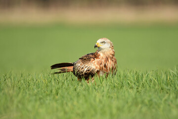 milanos en la sierra abulense,avila España