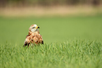 milanos en la sierra abulense,avila España