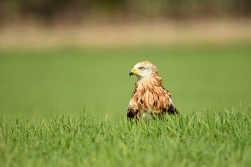 milanos en la sierra abulense,avila España