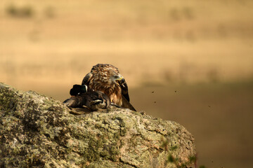 milanos en la sierra abulense,avila España