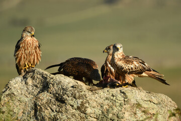 milanos en la sierra abulense,avila España