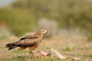 milanos en la sierra abulense,avila España