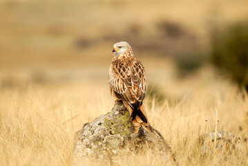milanos en la sierra abulense,avila España
