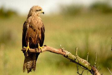 milanos en la sierra abulense,avila España