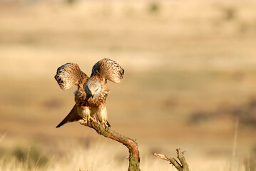 milanos en la sierra abulense,avila España