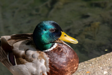 A duck is sitting on a ledge near a body of water