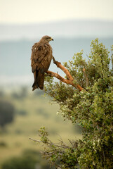 milanos en la sierra abulense,avila España