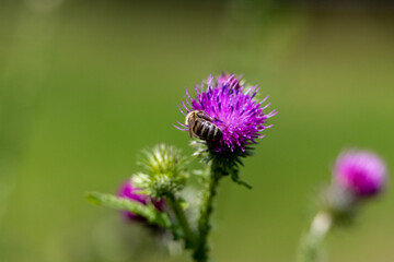 A bee is sitting on a purple flower