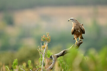 milanos en la sierra abulense,avila España