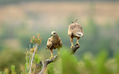 milanos en el campo buscan carro&ntilde;a para comer