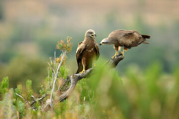 milanos en el campo buscan carroña para comer