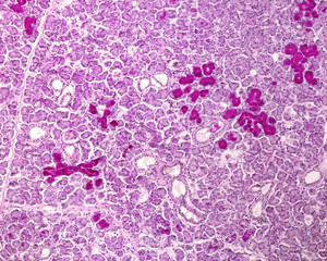 Submandibular gland. PAS stain