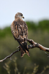 milanos en el campo buscan carroña para comer