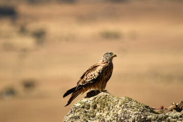 milanos en el campo buscan carroña para comer