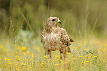 aguila busardo ratonero en la campiña abulense