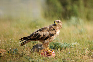 aguila busardo ratonero en la campiña abulense