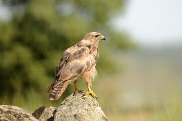 aguila busardo ratonero en la campiña abulense