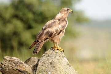 aguila busardo ratonero en la campiña abulense