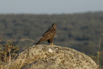 aguila busardo ratonero en la campiña abulense