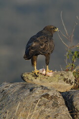 aguila busardo ratonero en el campo