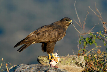 aguila busardo ratonero en el campo