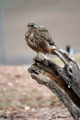 aguila busardo ratonero en el campo