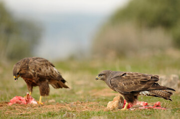 aguila busardo ratonero en el campo