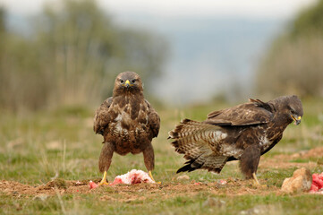 aguila busardo ratonero en el campo